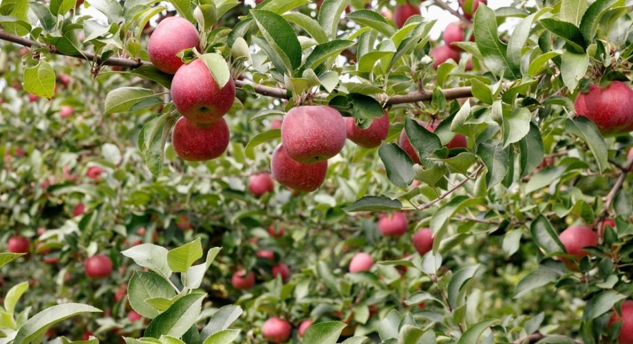 8 Best Apple Orchards in Upstate NY Featured Image