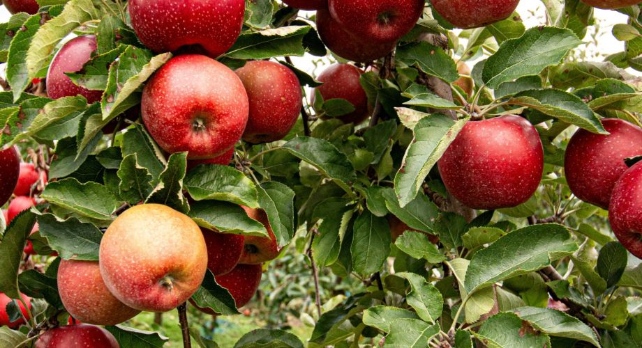 Top Spots for Apple and Pumpkin Picking in the Hudson Valley + Catskills Featured Image