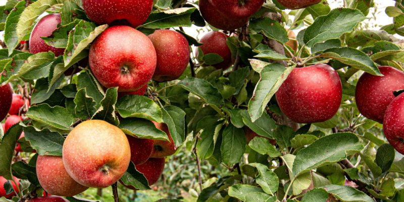 Top Spots for Apple and Pumpkin Picking in the Hudson Valley + Catskills