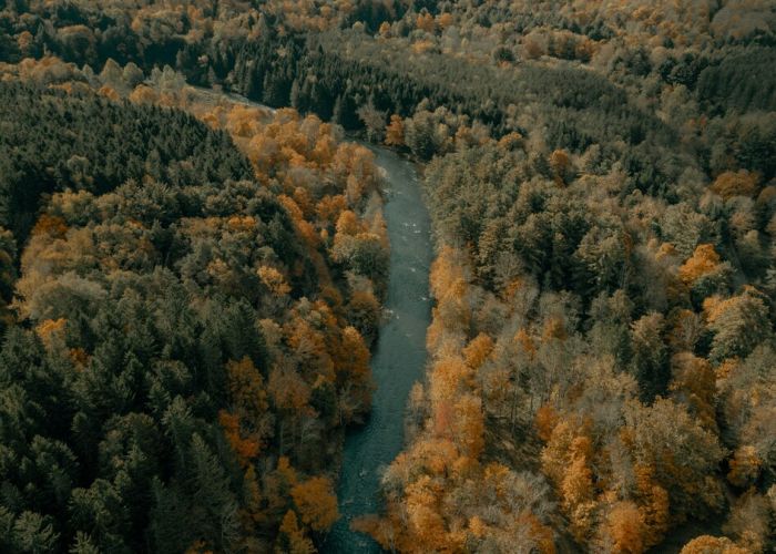 Drone view of a narrow river cutting through a dense forest in peak autumn foliage near Livingston Manor in the Catskills.