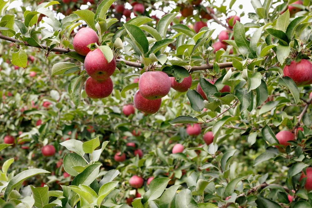 8 Best Apple Orchards in Upstate NY Red Cottage