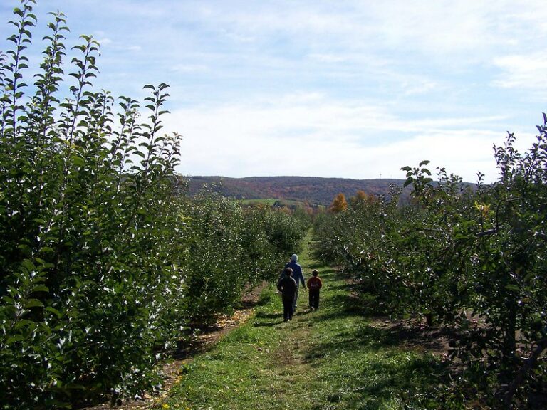 8 Best Apple Orchards in Upstate NY Red Cottage